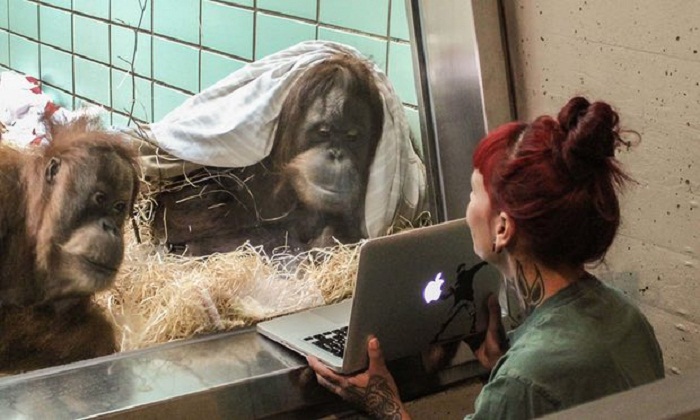 `Tinder for orangutans`: Dutch zoo to let female choose mate on a tablet 